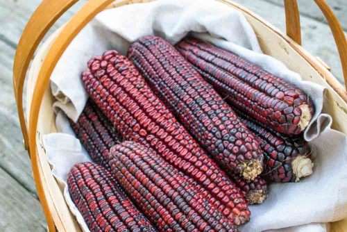 Bloody Butcher Corn - Heirloom Vegetable - Zea mays - 10 Seeds