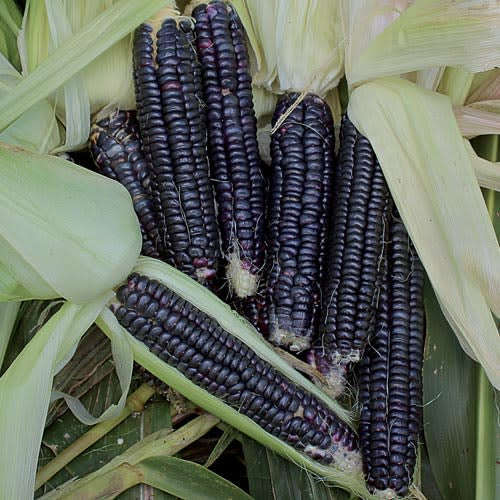 Black Aztec Corn - Heirloom Vegetable - Zea mays - 10 Seeds