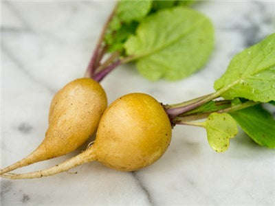 Golden Helios Radish - Heirloom Vegetable - Raphanus sativus - 50 Seeds