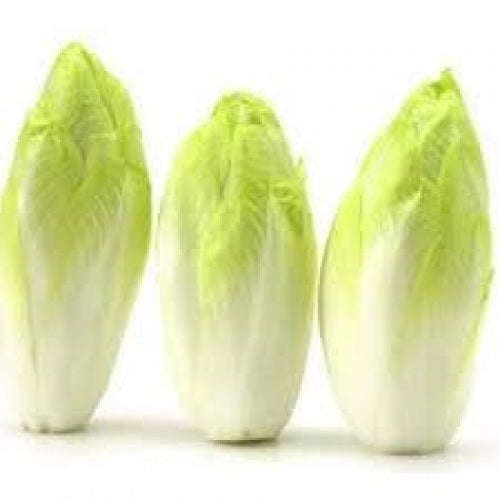 Witloof Belgian Endive / Chicory - Heirloom Vegetable - Chicorium intybus - 100 Seeds