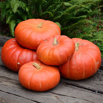 Cinderella Pumpkin - Heirloom Vegetable - Cucurbita maxima - 5 Seeds