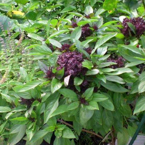Persian Basil - Heirloom Herb - Ocimum basilicum - 50 Seeds