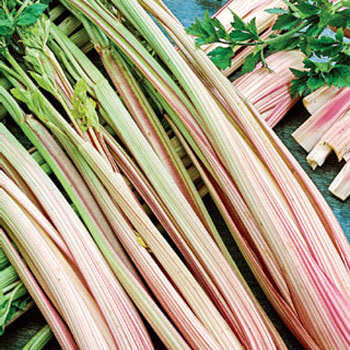 Peppermint Stick Celery - Heirloom Vegetable - Apium graveolens - 100 Seeds