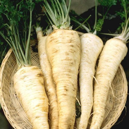 Hamburg Rooted Parsley - Heirloom Vegetable - Petroselinum crispum radicosum - 50 Seeds