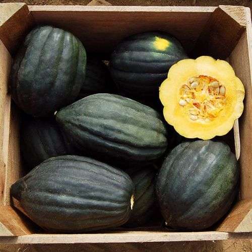 Table Queen Acorn Squash - Heirloom Vegetable - Cucurbita pepo - 10 Seeds