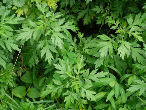 Mugwort - Heirloom Herb - Artemisia vulgaris - 500 Seeds