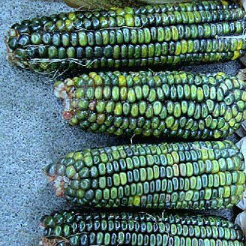 Oaxacan Green Corn - Heirloom Vegetable - Zea mays - 10 Seeds