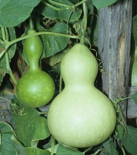 Calabash Birdhouse Gourd - Heirloom Vegetable - Lagenaria siceraria - 5 Seeds