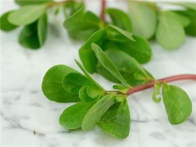 Green Purslane - Heirloom Vegetable - Portulaca oleracea - 100 Seeds