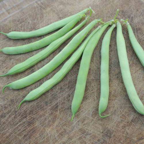 LabradorBush Beans - Heirloom Vegetable - Phaseolus vulgaris - 10 Seeds