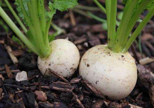 Shogoin Japanese Turnip - Heirloom Vegetable - Brassica rapa - 100 Seeds