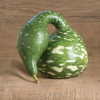 Speckled Swan Gourd - Heirloom Vegetable - Lagenaria siceraria - 5 Seeds