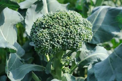Waltham Broccoli  - Heirloom Vegetable - Brassica oleracea - 100 Seeds