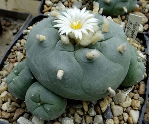 Lophophora diffusa - Exotic Cacti - Succulent - 5 Seeds