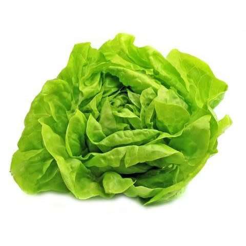 Green Ultra Butterhead Lettuce - ORGANIC - Heirloom Vegetable - 100 Seeds