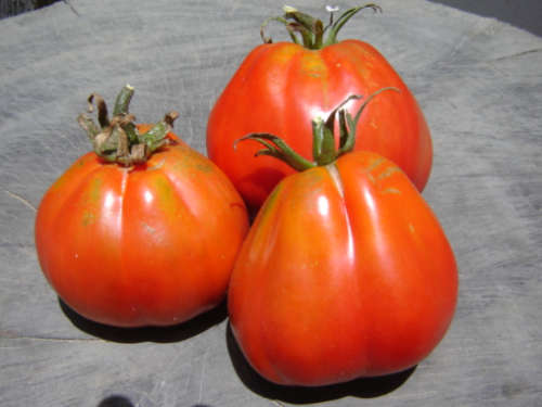 Akker Tomato - ORGANIC - Heirloom Vegetable - 20 Seeds