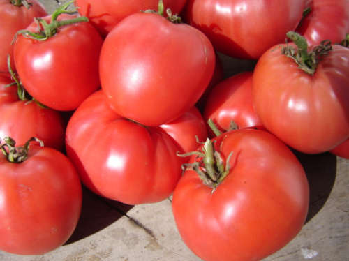 Coeur de Boeuf Tomato - ORGANIC - Heirloom Vegetable - 20 Seeds