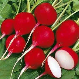 Cherry Belle Radish - Raphanus Sativus - 200 Seeds