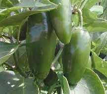 Jalapeno Chilli Pepper - Bulk Seeds - 20 Grams