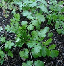 Cilantro Coriander Culinary - Coriandrum Sativum - 50 seeds