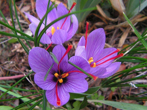 Saffron Exotic Bulbs - Crocus Sativus - 5 Saffron Bulbs