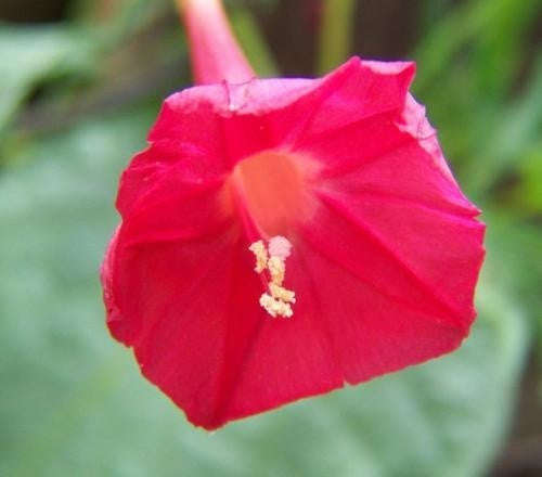 Cardinal Climbing Vine Vine - Ipomoea Multifida - 5 Seeds
