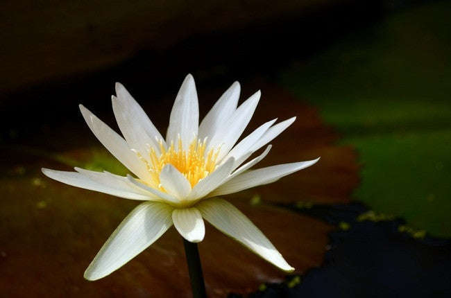 White Water Lily Aquatic - Nymphae Ampla - 5 Seeds