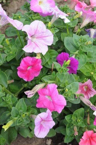 Petunia Colorama Annual - Petunia - 40 Seeds
