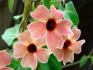 Thunbergia Mixed Colours Perennial - Thunbergia - 10 Seeds