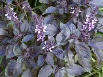 Red Basil Culinary - Dark Opal Basil - Ocimum Basilicum - 25 Seeds