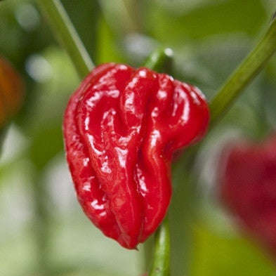 Naga Viper - Capsicum Chinense - Chilli Pepper - 5 Seeds