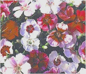 Dianthus Baby Doll Mix - Dianthus Barbatus - Annual - 200 Seeds