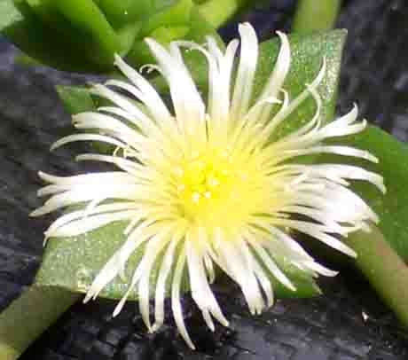 Sceletium Tortuosum - Kanna Succulent - Indigenous South African Succulent - 10 Seeds