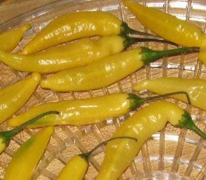 Aji Lemon Pepper - Capsicum Annuum - Chilli Pepper - 5 Seeds