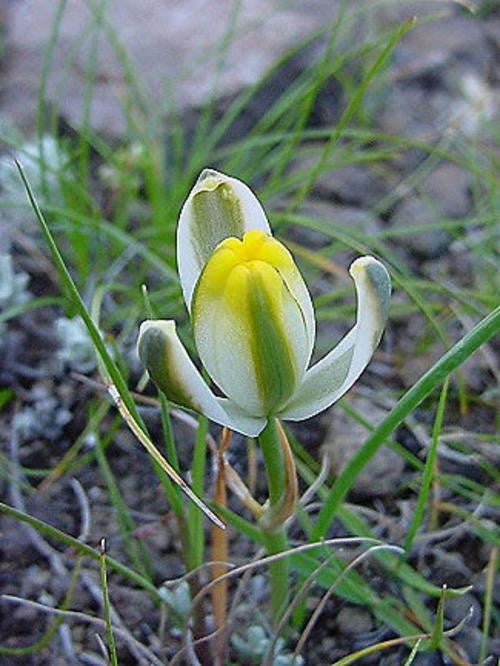 Albuca Humilis - Indigenous South African Bulb - 10 Seeds