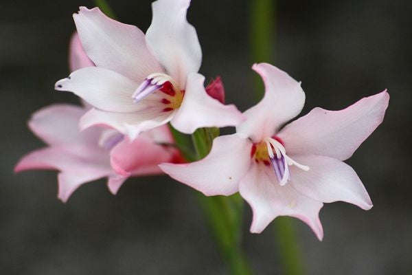 Gladiolus Carneus - Indigenous South African Bulb - 5 Seeds