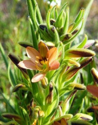 Wachendorfia Multiflora - Indigenous South African Bulb - 5 Seeds