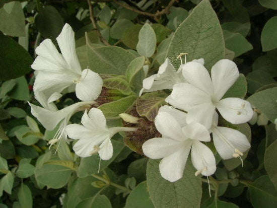 Barleria Albostellata - Indigenous South African Perrenial Shrub - 5 Seeds