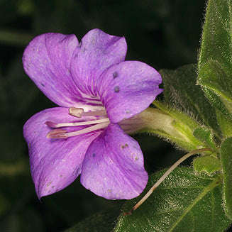 Barleria Obtusa - Indigenous South African Perrenial Shrub - 5 Seeds