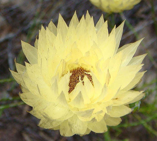 Syncarpha Speciosissima - Indigenous South African Perrenial Shrub - 10 Seeds