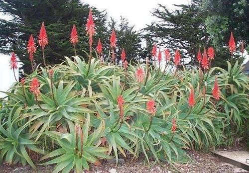 Aloe Arborescens - Indigenous South African Succulent - 10 Seeds