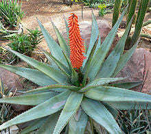 Aloe Ferox - Indigenous South African Succulent - 10 Seeds