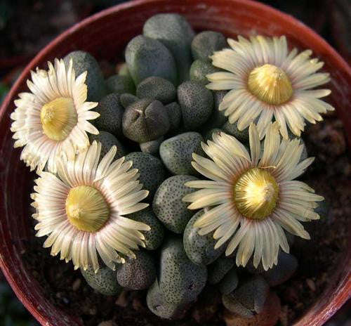 Aloinopsis Peersii - Indigenous South African Succulent - 10 Seeds