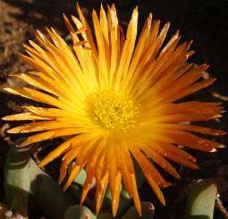 Jordaaniella Cuprea - Indigenous South African Succulent - 10 Seeds