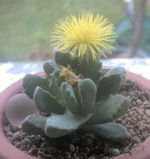 Stomatium Mustelimum - Indigenous South African Succulent - 10 Seeds