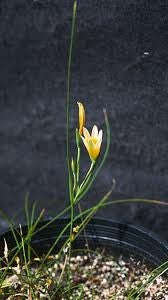 Romulea Setifolia - Indigenous South African Bulb - 5 Seeds