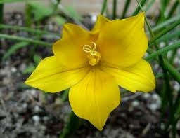 Romulea Diversiformis - Indigenous South African Bulb - 5 Seeds