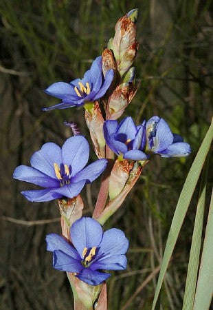 Aristea Bakeri - Indigenous South African Bulb - 10 Seeds