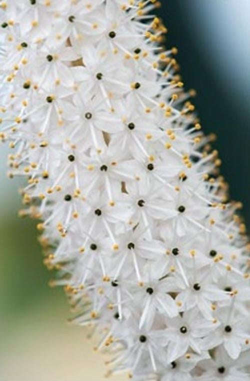 Bulbinella Graminifolia - Indigenous South African Bulb - 10 Seeds