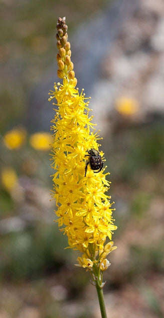 Bulbinella Punctulata - Indigenous South African Bulb - 10 Seeds